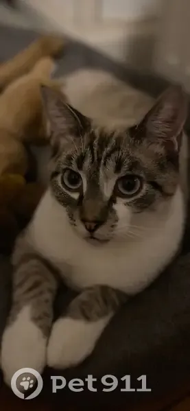 Chat perdu : blanc gris, queue noire déformée - photo