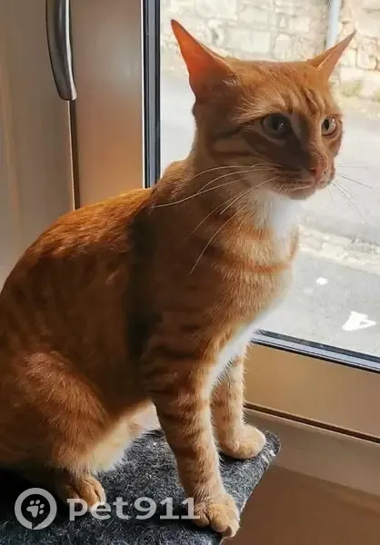 Chat roux tigré perdu à Poitiers - photo