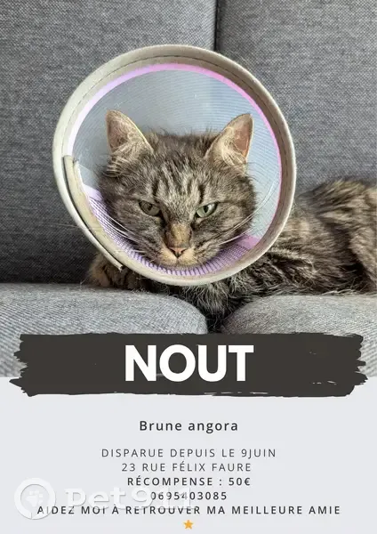 Chatte perdue, poils longs, Vitry-sur-Seine - photo