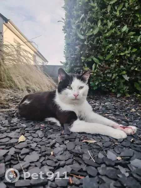 Chat noir et blanc trouvé, patte blessée - photo
