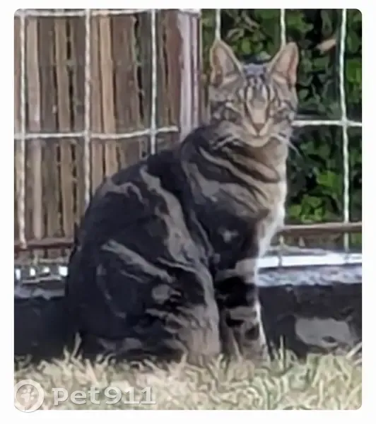 Chat tigré Loki perdu à Antony - photo