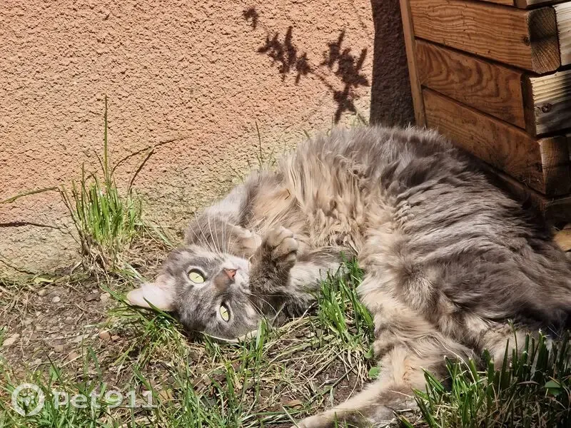 Chat perdu : Luffy disparu à Portet-sur-Garonne - photo