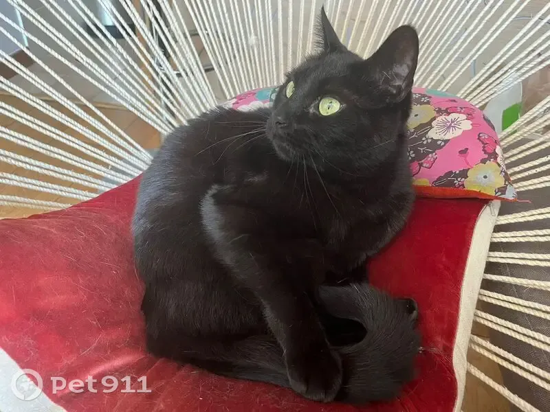 Chouquette, chatte noire perdue à Paris - photo