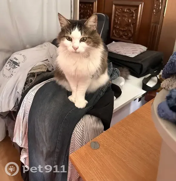 Chatte perdue, Blanche, 17 ans, St-Priest - photo