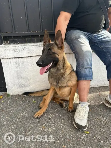 Jeune chienne type Berger trouvée à Marseille - photo