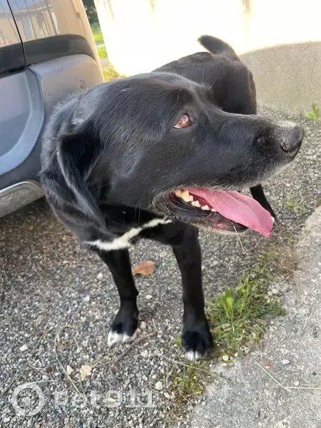 Chien joueur trouvé Rue de Retonfey, Lombez - photo