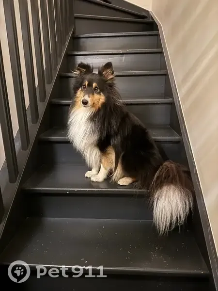 Chien perdu près de l'Avenue du Maine - photo