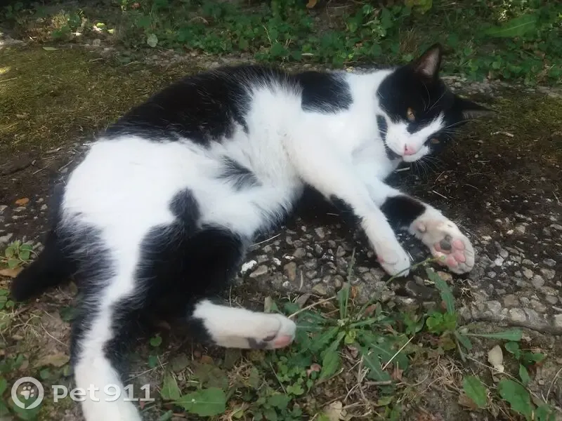 Chat perdu : noir/blanc, queue cassée, Évry - photo