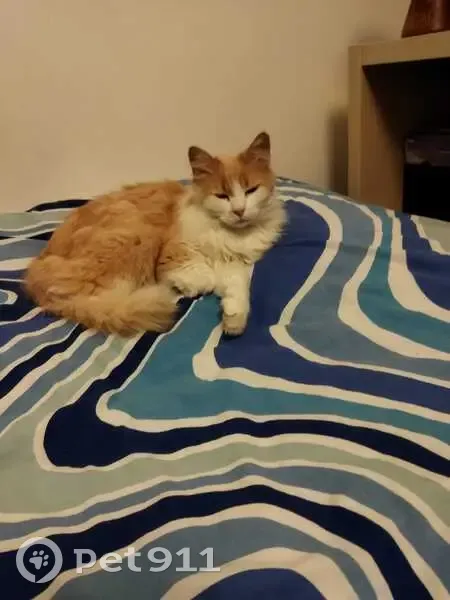 Chat perdu : Vanille, roux et blanc, Apprieu - photo