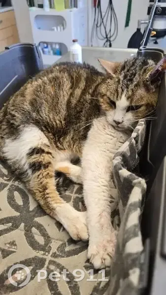 Chatte tigrée blessée à Brionne - photo