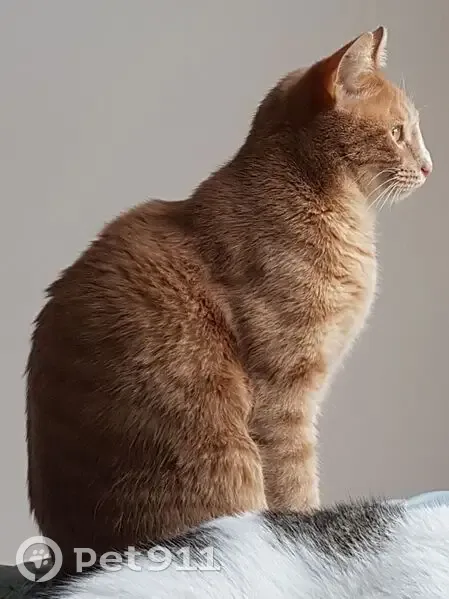 Chat roux tigré perdu à Rezé, pucé/tatoué - photo