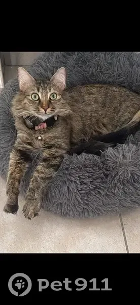 Chat perdue à Nîmes : Ma Ketty craintive - photo