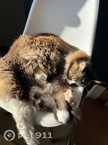 Chat Maine Coon perdu à Fuveau - photo