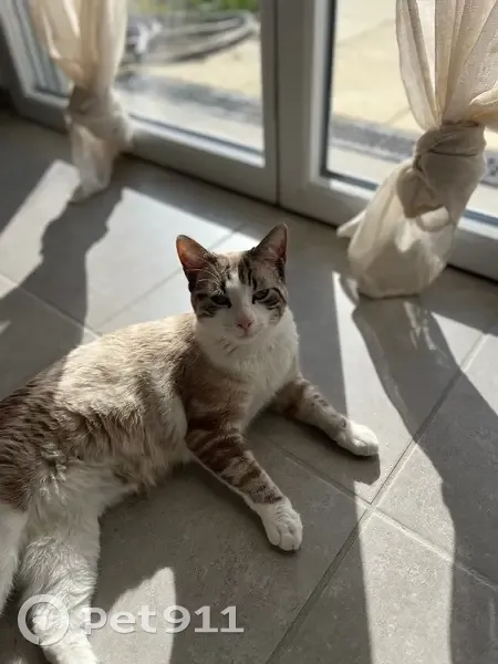 Chat beige perdu, Cébazat, Allée Bonjean - photo