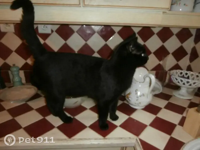 Chat noir Bombay perdu à Trets - photo