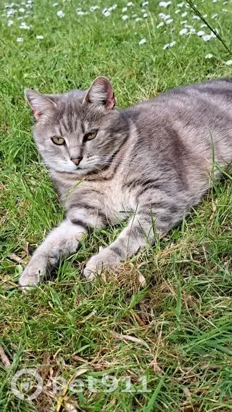 Chat gris rayé perdu à St-Barthélemy-d'Anjou - photo