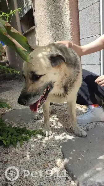 Chienne croisée berger allemand trouvée - photo