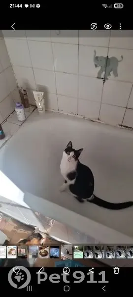 Chat noir et blanc perdu à Chamalières - photo