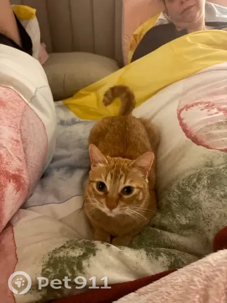 Chatte rousse perdue, 4 ans, très douce - photo