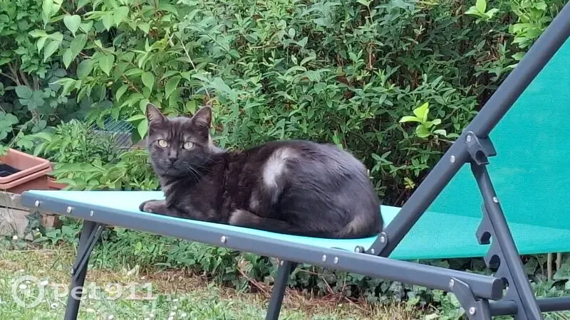 Chat gris perdu, yeux verts, Brétigny-sur-Orge - photo