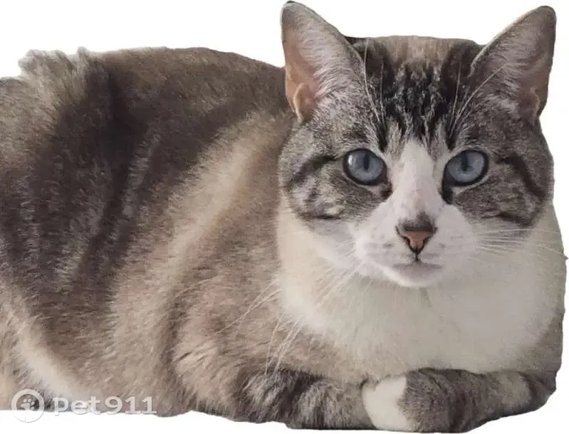 Chatte tigrée perdue le 13 juin à Paris - photo