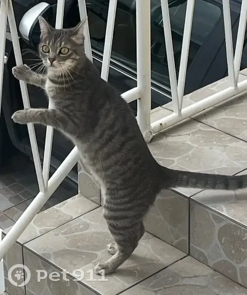 Chatte perdue à Sarcelles : Théa, 2 ans - photo