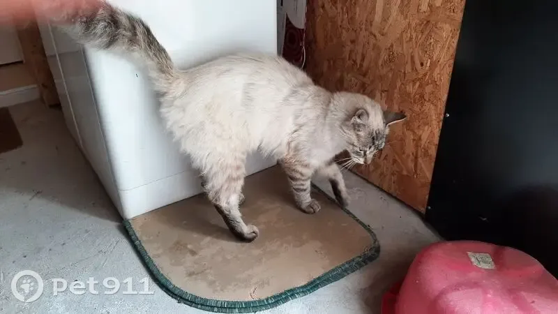 Chat siamois crème trouvé à Montréverd - photo