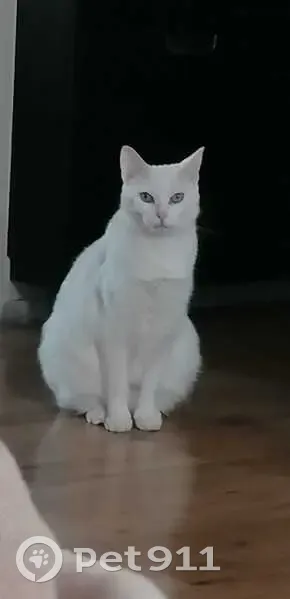 Chat blanc perdu, Romainville, Rue République - photo
