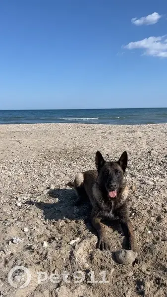 Chienne malinois perdue à Montpellier - photo