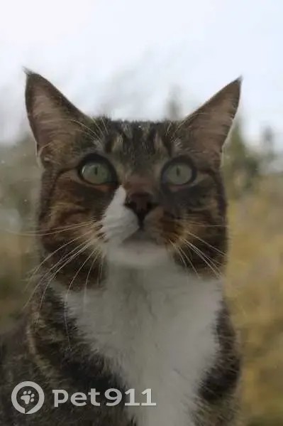 Chat perdu : Hercule, tigré et craintif - photo
