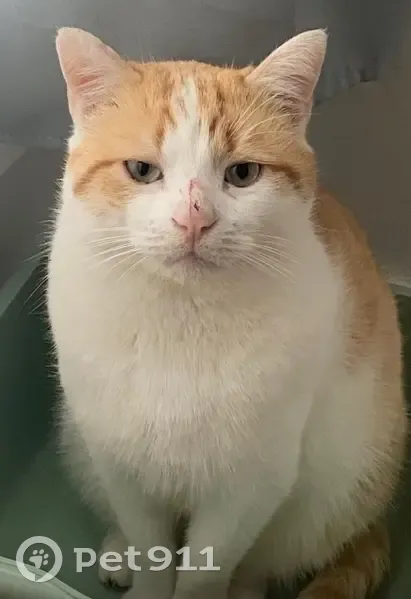 Chat mâle perdu à Chalifert, peureux - photo