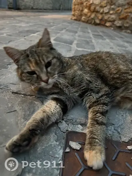 Chatte Abandonnée Trouvée Rue de Gaudigny - photo
