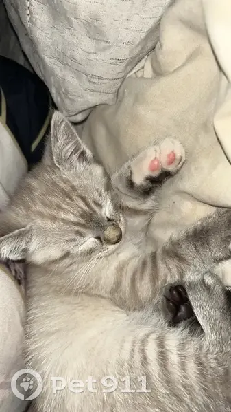 Chaton gris perdu, tacheté, rue Résistance - photo