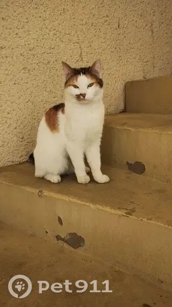 Chat perdue, tache marron, Villemoisson - photo