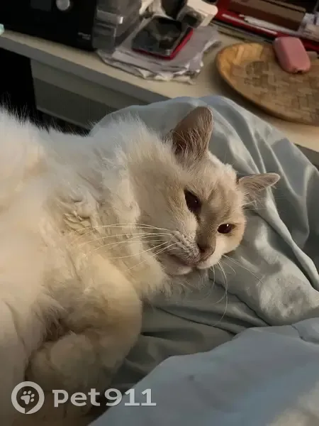Chat blanc perdu avec pansement abdominal - photo