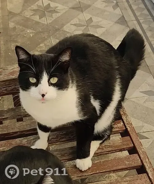 Chat noir et blanc perdu à Antibes - photo