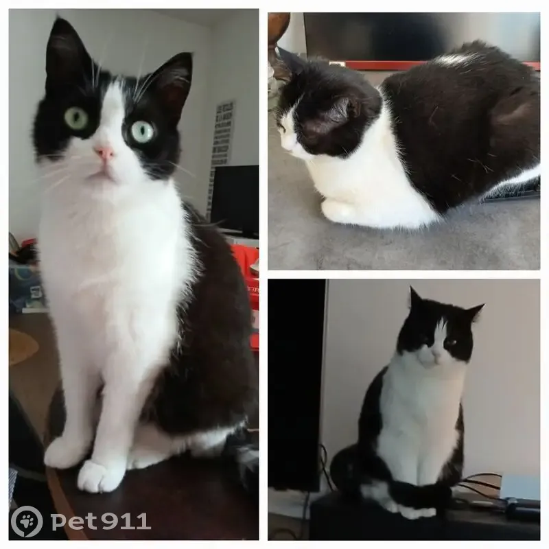 Chatte sourde perdue à Amiens - photo