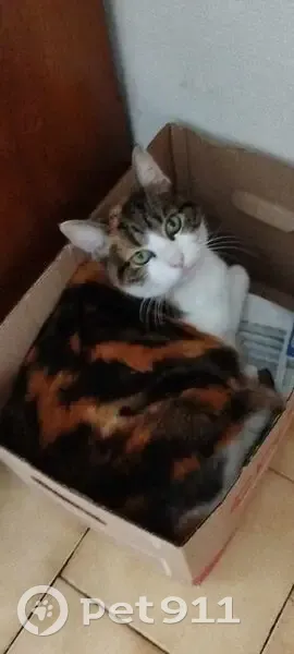Chatte tricolore perdue à Lille - photo