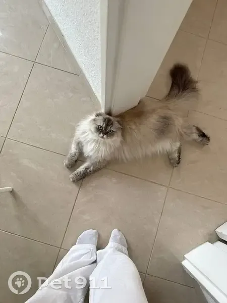 Chat Perdu à Montoy : Aidez à Retrouver Willy - photo