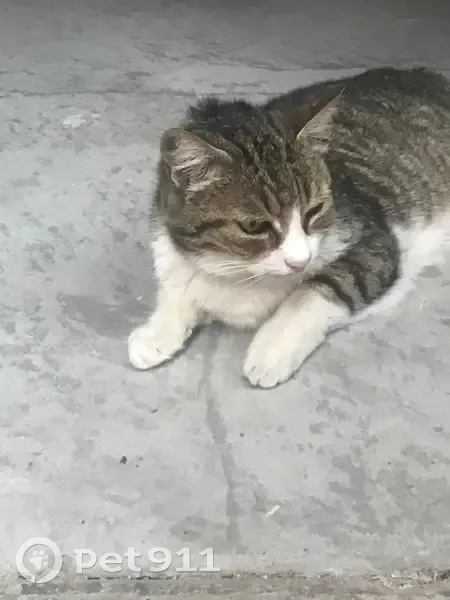 Chat trouvé : tatouage 8724, L'Isle-sur-la-Sorgue - photo