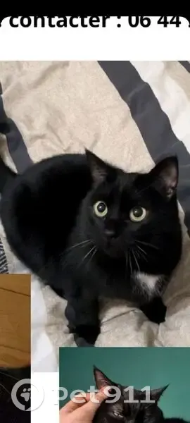 Chat noir perdu, mâle castré, Rue Joyeux - photo