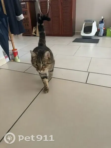 Chat perdu, très doux, Rue du Faisan - photo