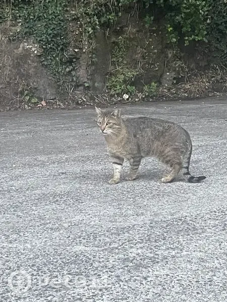 Chat câlin trouvé Rue des Coteaux - photo