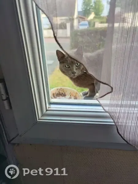 Chatte grise trouvée à Segré, rue Champ Bellay - photo