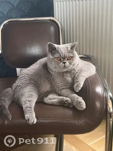 Chat gris perdu à Meudon, allée Mozart - photo