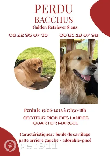 Golden Retriever perdu à Rion-des-Landes - photo