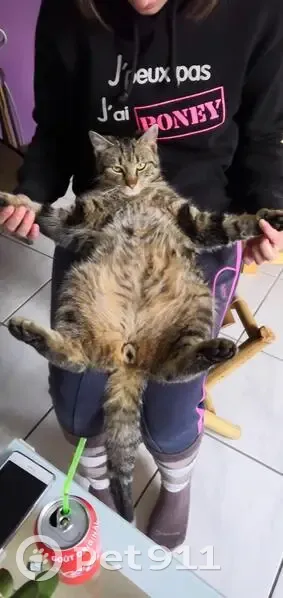 Chat européen perdu, dodu et affectueux - photo