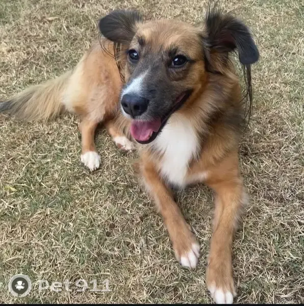 Cachorro perdido Fêmea (brl001039) - photo