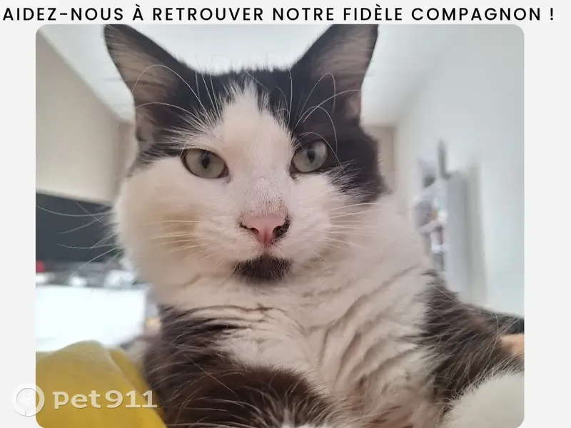 Chatte perdue, 1 an, pucée, Marseille - photo