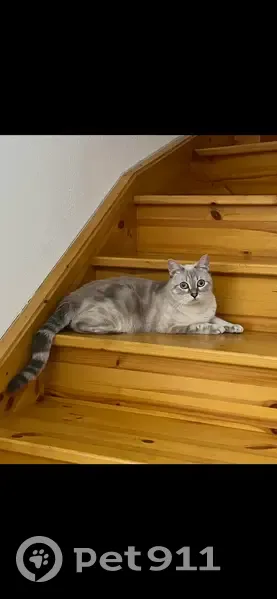 Chat perdue crème/gris, collier rose, Gragnague - photo